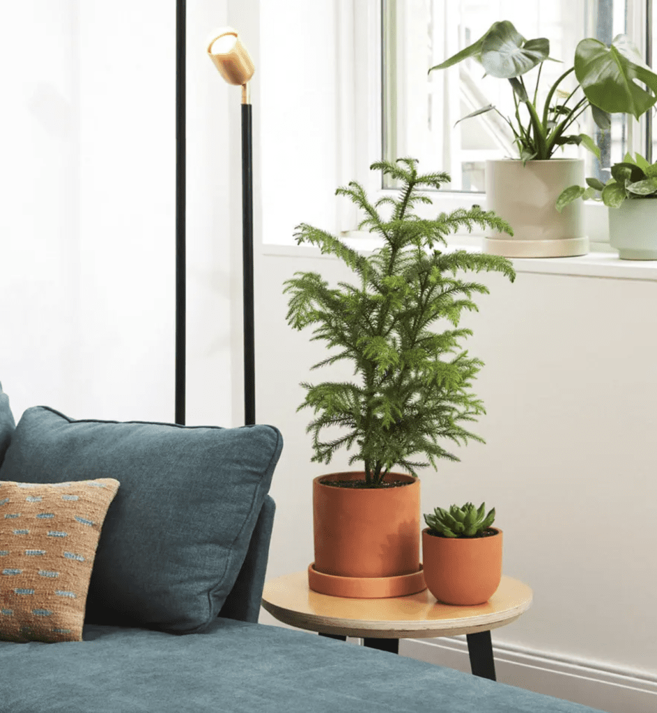 A Norfolk Island pine (in the middle of the photo) source- the sill dot com