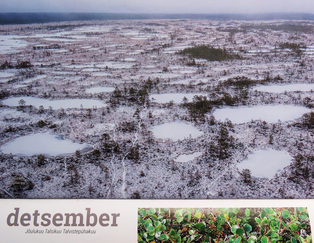 Suursoo ja vaevakask (alumine pilt). Looduse kalendri ,,Eesti sood“ 2023 detsembrikuu pilt. Kalendri väljaandjateks on OÜ Looduskiri ja Eesti Geoloogiateenistus. Fotod: Heiko Kruusi