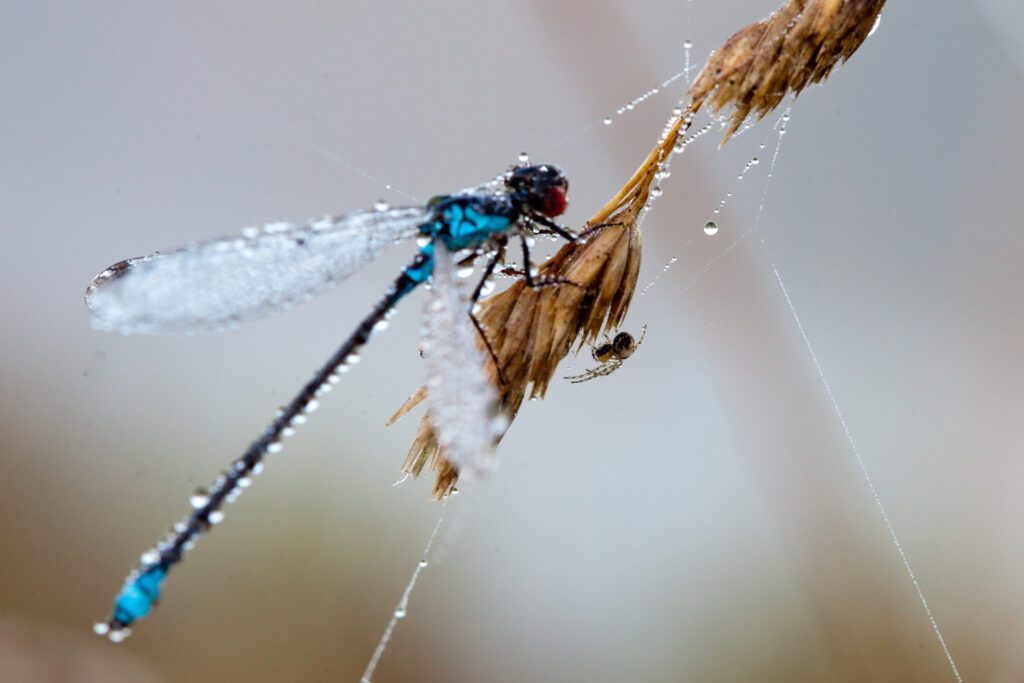 dragonfly and spider, Foto- Kerly Ilves