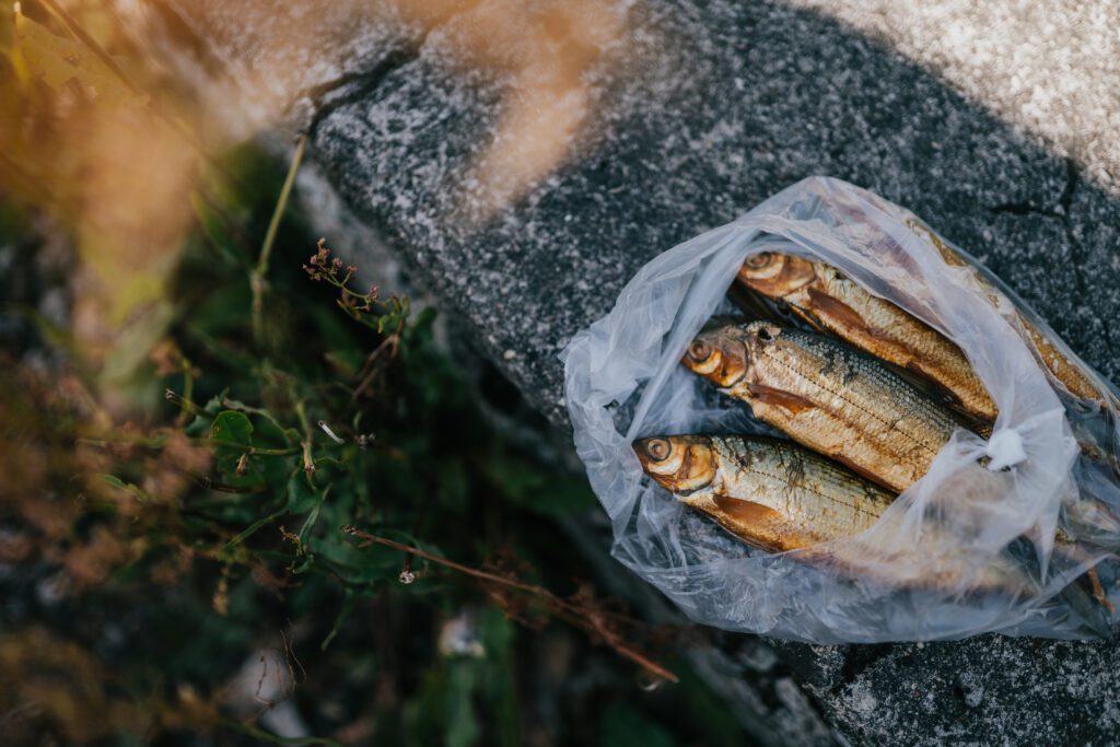 Peipsiääre kala / Fish from the lake Peipsi (Mana Kaasik / Tartu 2024)