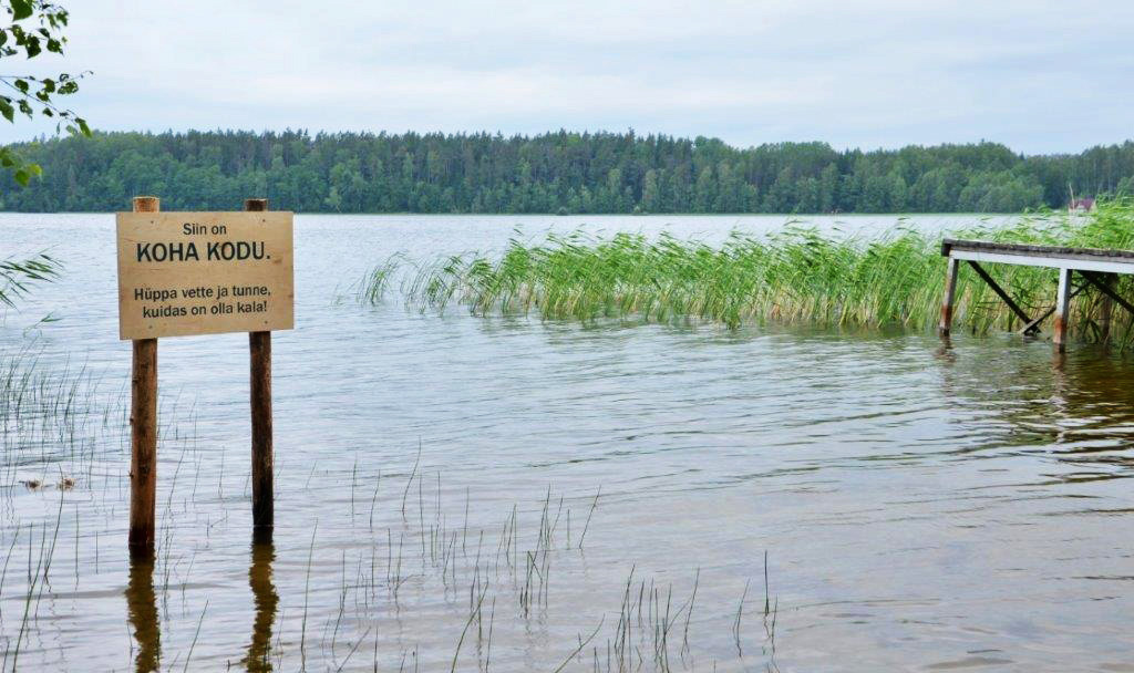 KOHA (zander, perchpike) kodu ehk kodukoht kohale, suht-koht kodune kalale ja igale ujujale. Sildil on kirjas „Hüppa vette ja tunne, kuidas on olla kala!“ Foto: Maailma maaliin Facebook