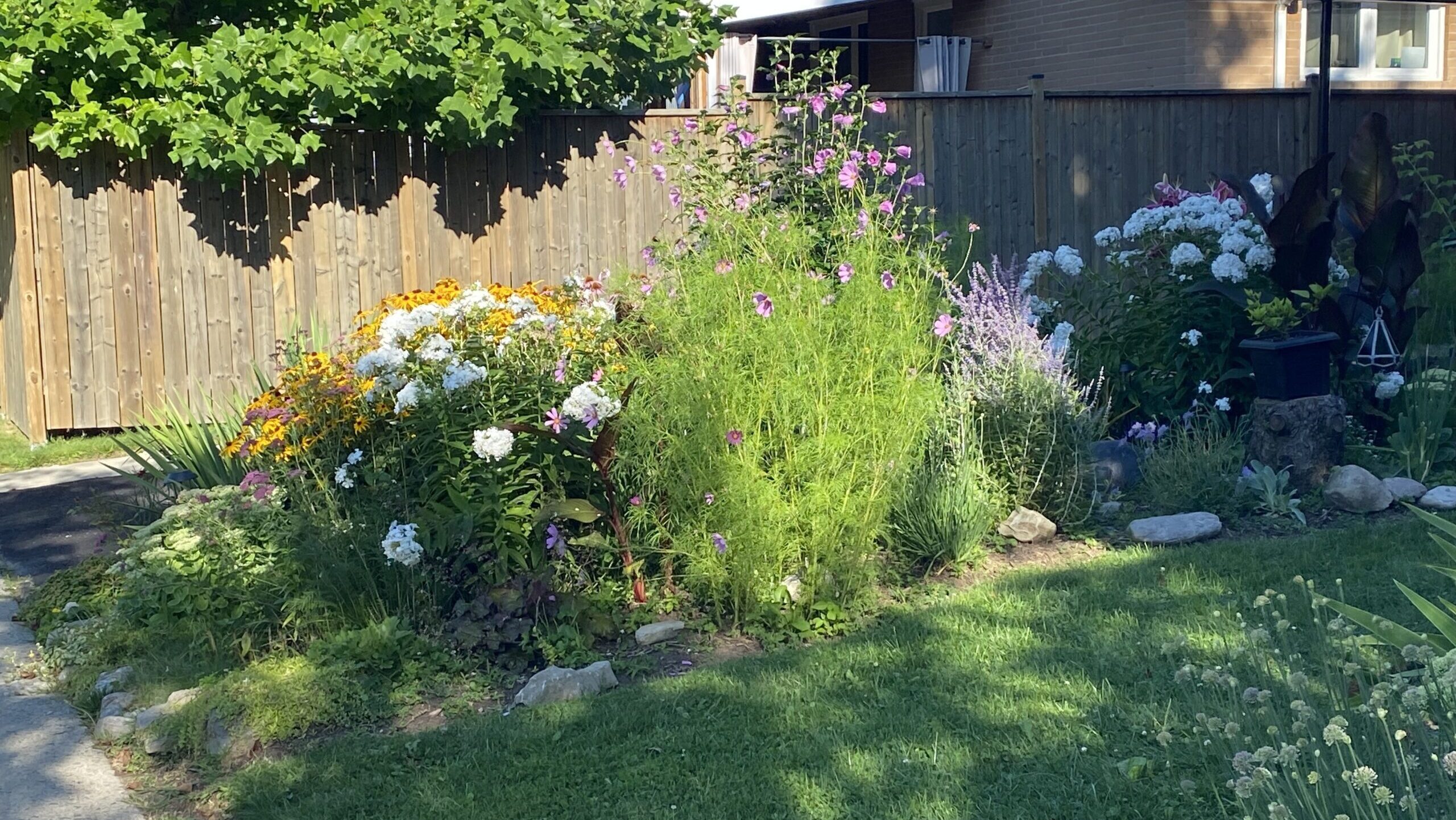 An example of abundant wildflowers being used effectively in a suburban setting in Toronto