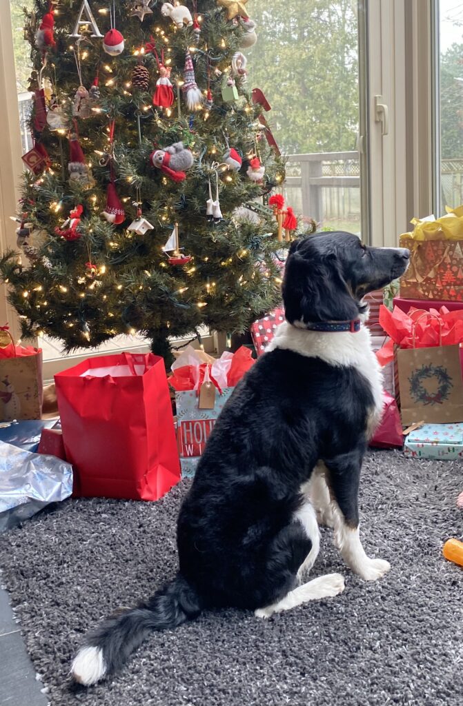 the dog and the Christmas tree