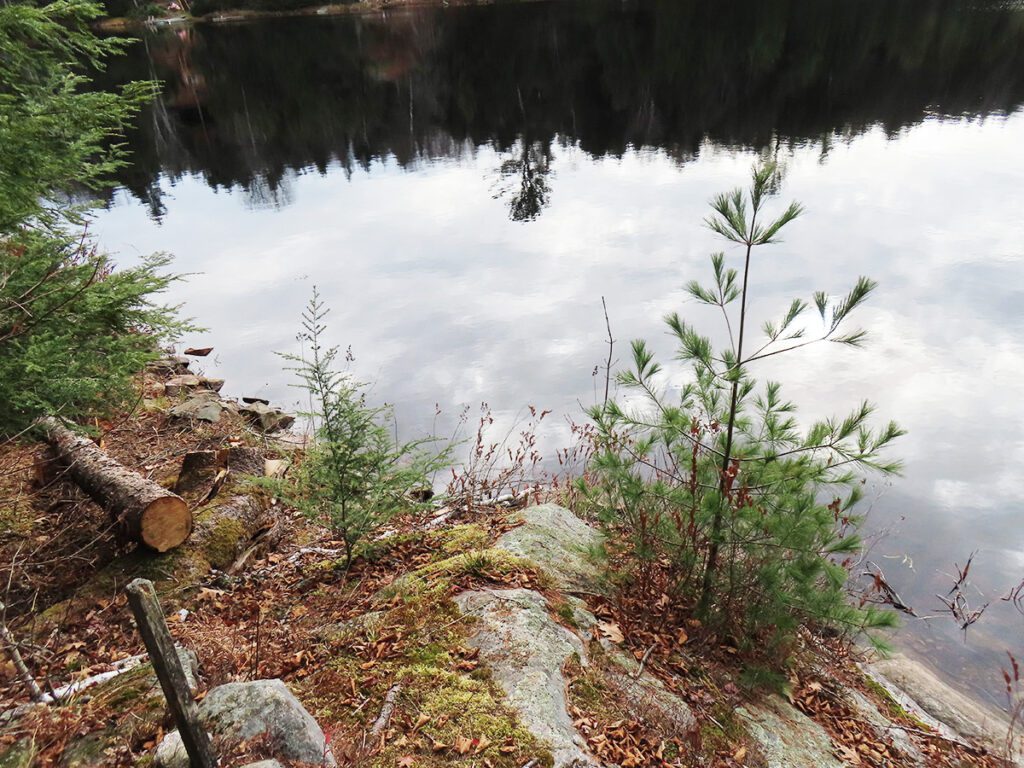 Puhkava looduse värvid on erilised ja õrnad. Vasakul ja keskel on tsuugad (hemlocks) ja paremal väike mänd. TÜVI (tree trunk) kuulub kuusele, mille murdis suvel tormi/tuul. Metsa/järv on nagu peegel (mirror). Seal võib näha kõike. Foto: Riina Kindlam