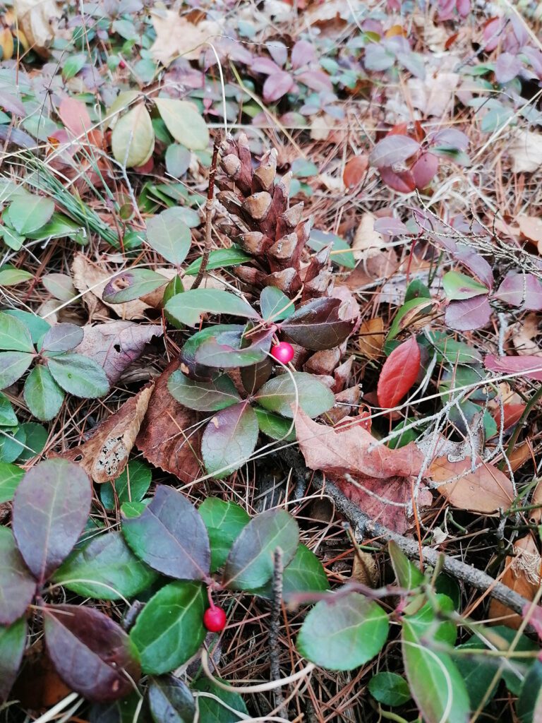 Jõulu/kaardi motiivi on metsast lihtne leida. Siin on männi/KÄBI ja igi/haljas (igavesti haljas, evergreen) taim nimega TALI/HALI. Kas pole ilus nimi?! Wintergreen ja teaberry on ka tähendus/rikkad ja kaunid nimed. Põhja-Ameerika PÕLIS/rahvad (indigenous peoples) teadsid juba ammu-ammu, et see pipar/mündi lõhnaline ja maitseline taim on RAVIMtaim (medicinal plant), mis RAVIB (treats) haigusi. Foto: Riina Kindlam