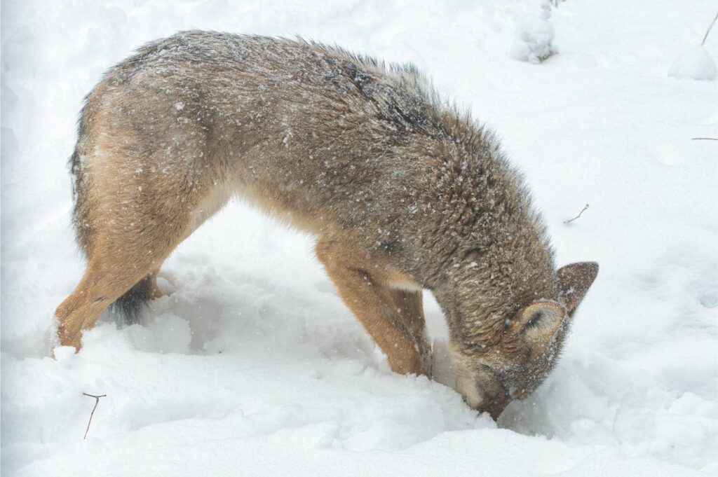 a coyote digging for birdseed