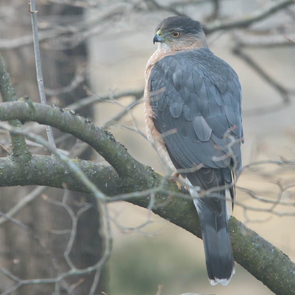  a Cooper's Hawk in winter