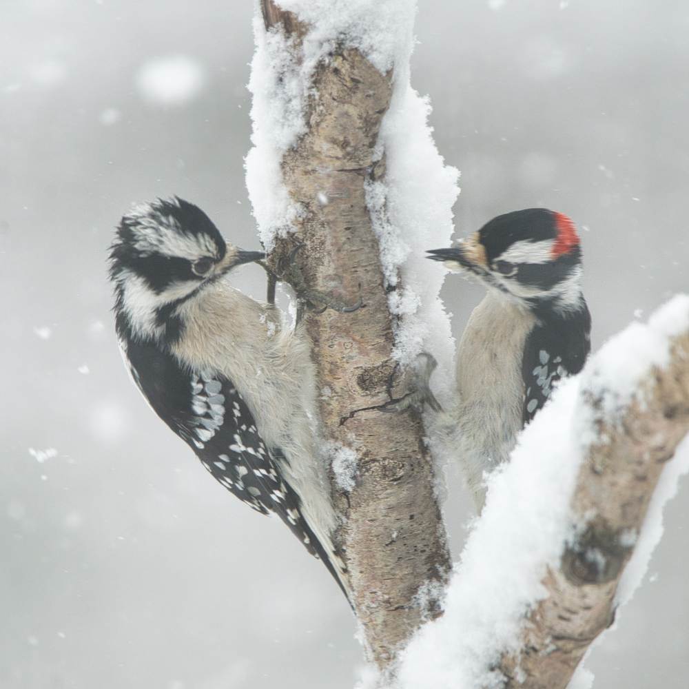 female and male Downy Woodpeckers