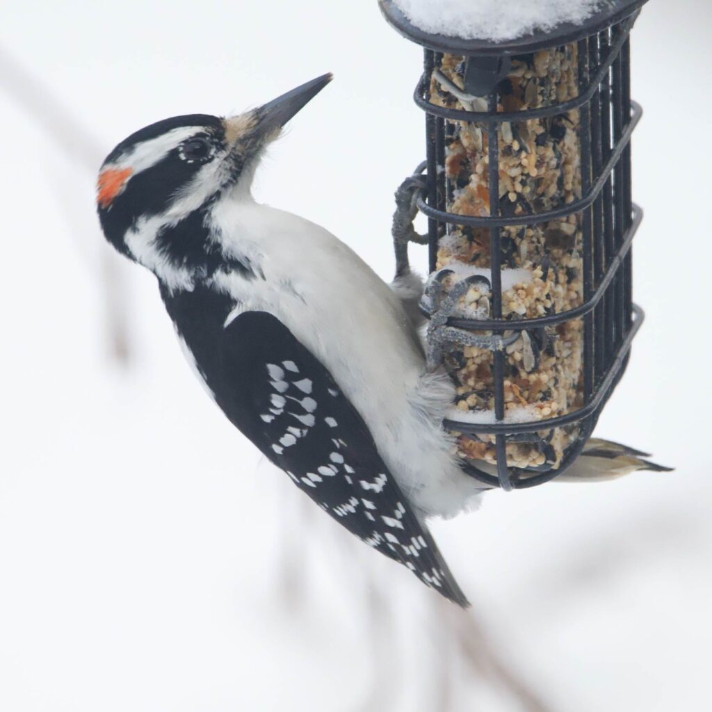 a Hairy Woodpecker