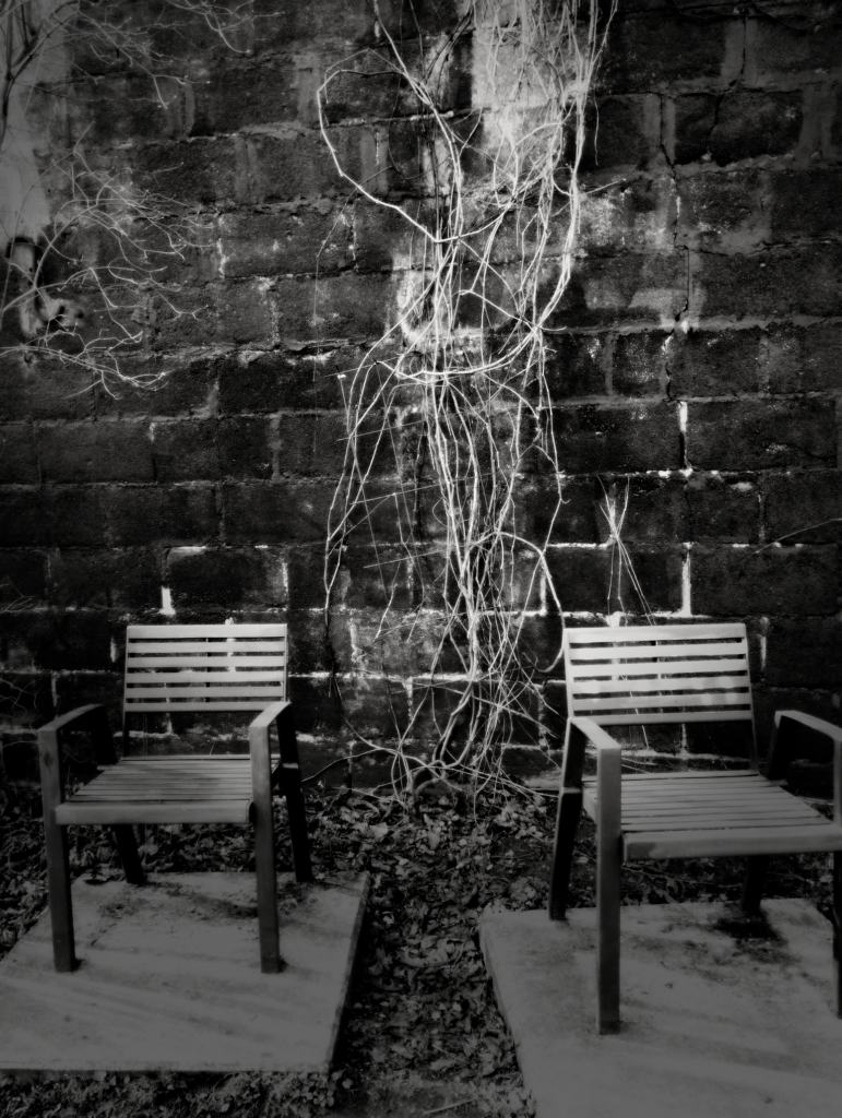 Two metal benches against a vine-covered wall in early spring. Photo: Jerry Mercury