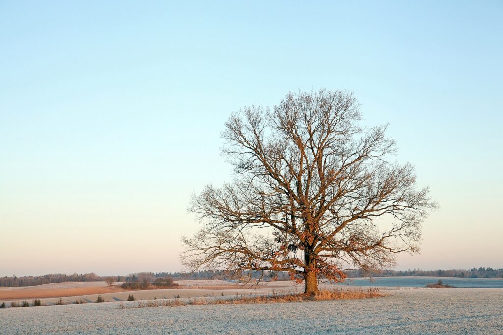 An oak tree in Albu (photo: Ireen Trummer, CC BY-SA 4.0 license)