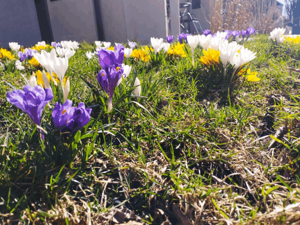 Spring crocuses blooming at Põhjala Tehas. Nature is highly valued throughout the creative complex (photo: Jerry Mercury).