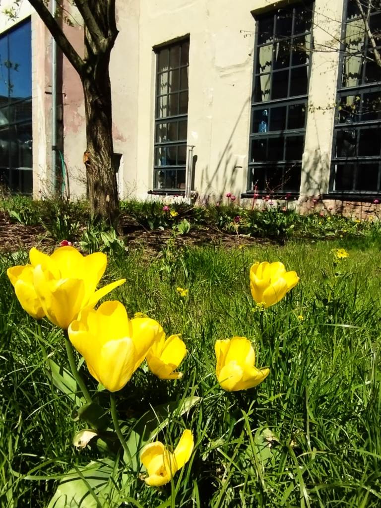 Tulips in bloom in the courtyard of Põhjala Tehas (photo: Jerry Mercury)