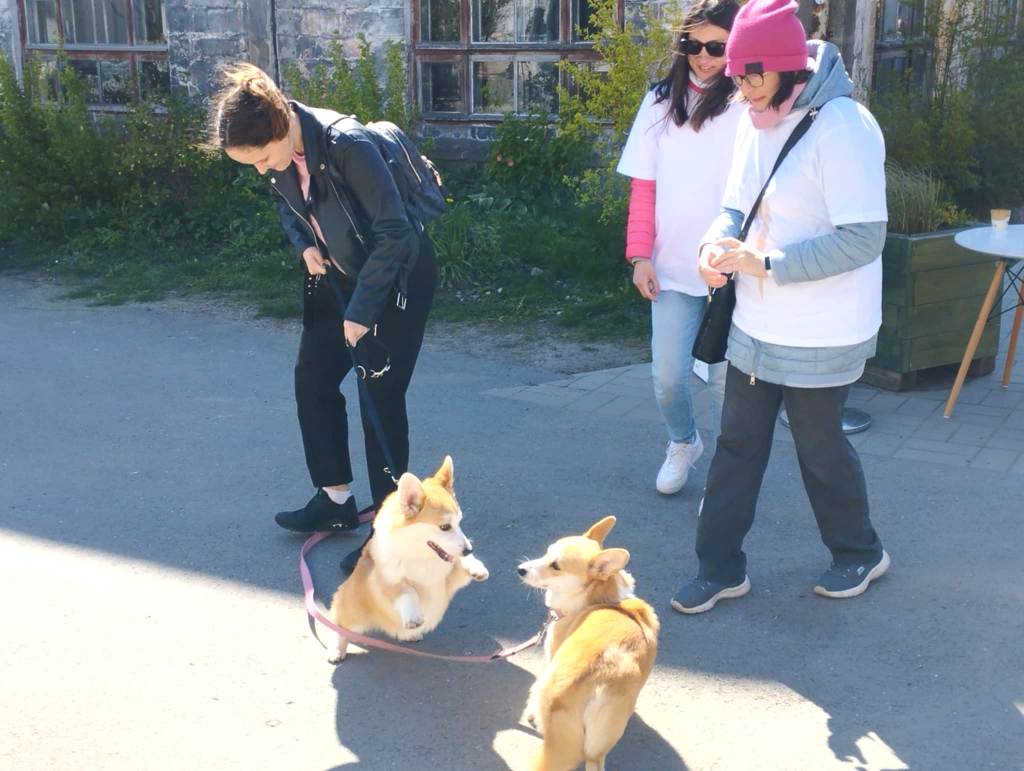 A pair of corgis making friends during the Corgi Festival at Põhjala Tehas (photo: Jerry Mercury)