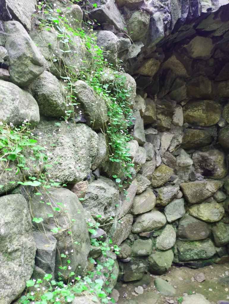 Kenilworth ivy reclaiming the stones of the Palmhouse (photo: Jerry Mercury)