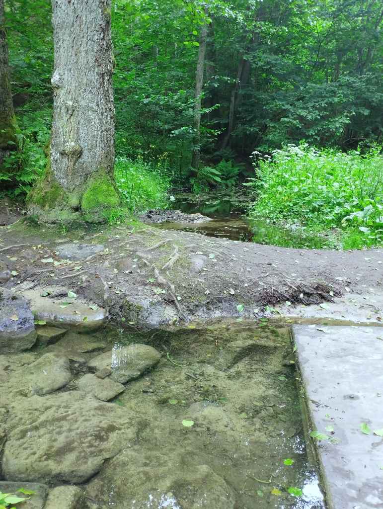 Wild water and quiet woods in Glehn Park (photo: Jerry Mercury)