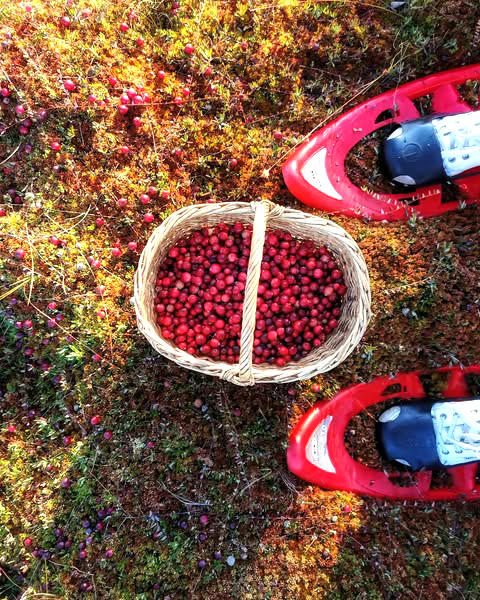 Räätsadega jõhvikal, et jalg rabas liikudes liialt märjaks ei saaks. Foto: Romantiline rannatee Facebooki leht