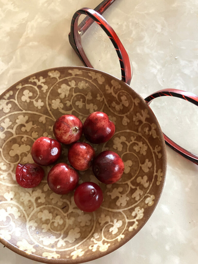 Ontarios Orujärve kaldal kasvanud suureviljalised jõhvikad, võrdluseks prillipaar. Foto: Riina Kindlam