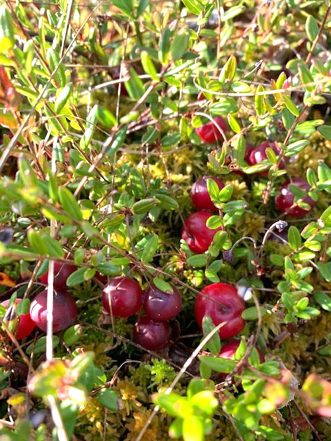Eesti jõhvikad on häbelikumad kui läänes. Foto: Kristel Vilbaste, looduskalender.ee