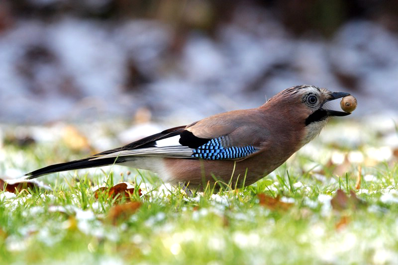 Sininääri üle/mere sugulane Eestis ja mujal Euroopas on PASK/NÄÄR ehk paju/harakas, Eurasian jay. Siin ta MAIUStab oma lemmik/toidu, tammeTÕRUga. Foto: Hans-Jörg Hellwig, Wikimedia Commons