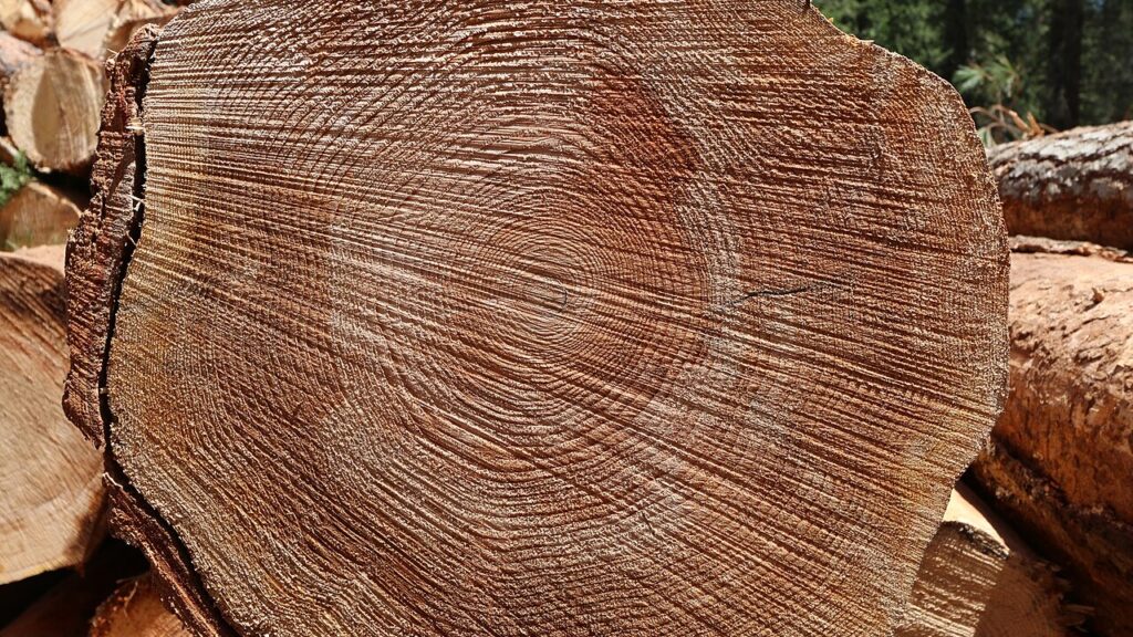 Felled timber log, by Maria Thi Mai on Wikimedia.