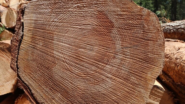 Felled timber log, by Maria Thi Mai on Wikimedia.