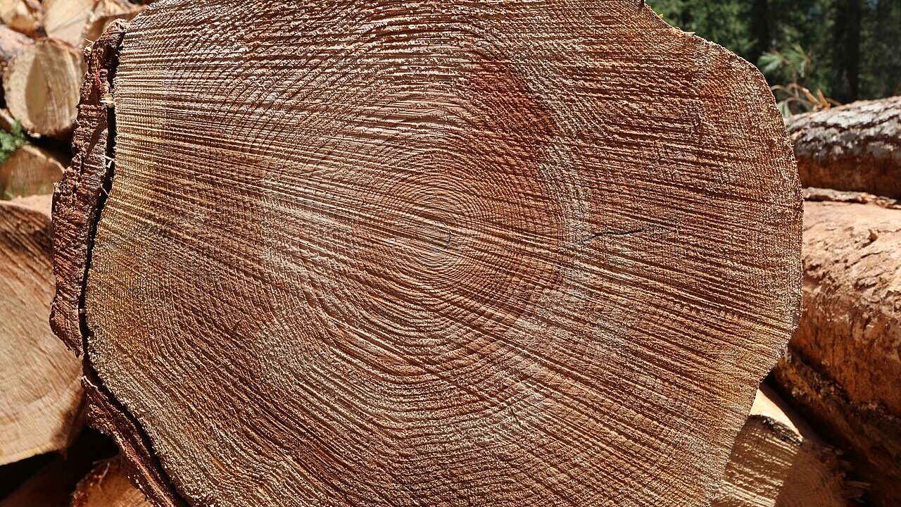 Felled timber log, by Maria Thi Mai on Wikimedia.