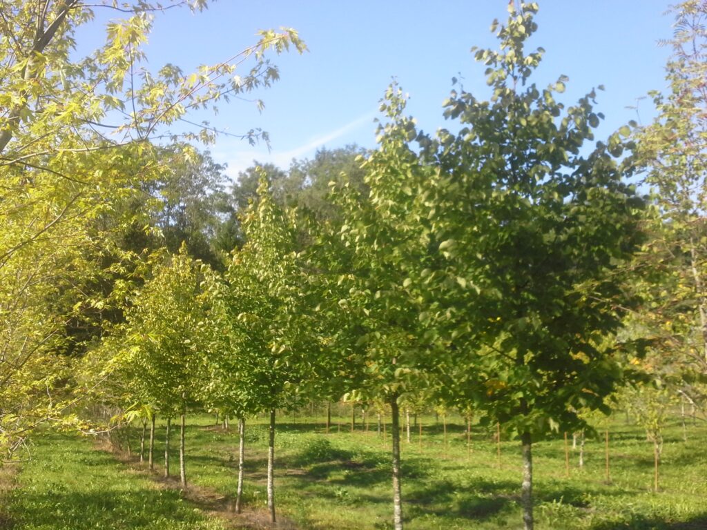 Linden trees at Karukäpa Puukool, Madis Jürima's nursery (source- karukapa.ee)