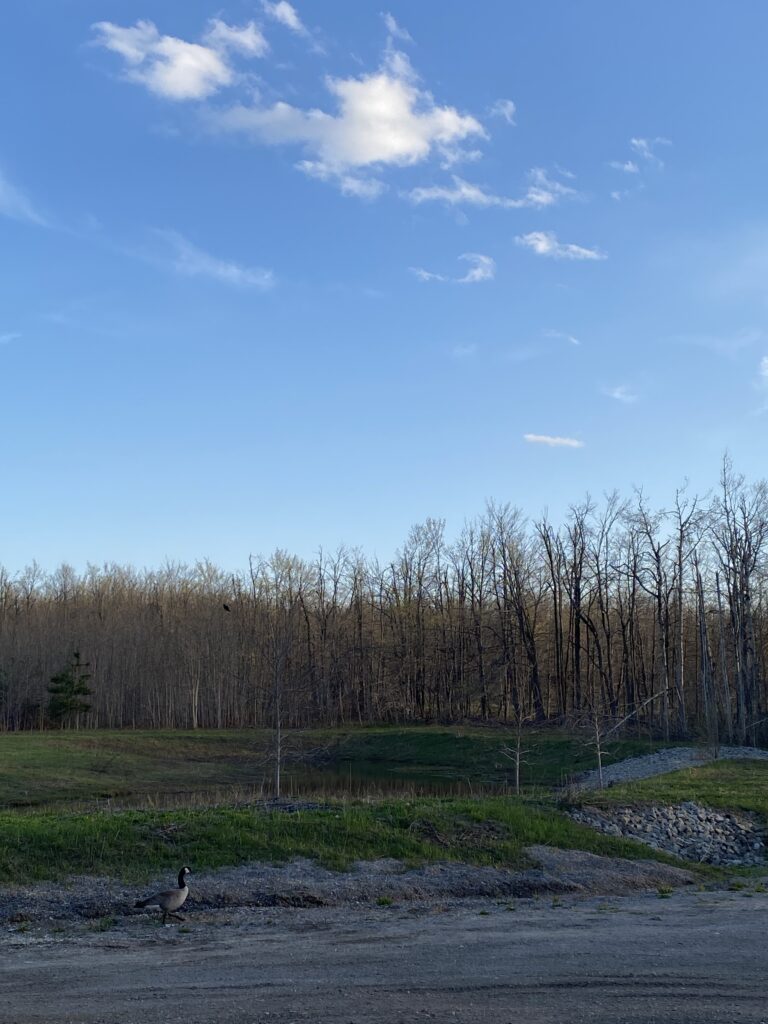 A view of the landscape just outside of the spa complex, with numerous type of birds audible and visible