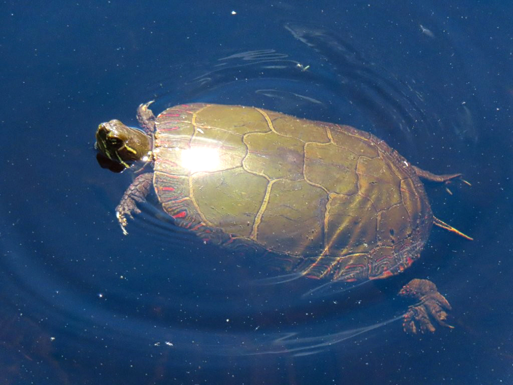 „Ma näen sind!“ mõtles kilp/konn Oru/järves enne, kui mina teda märkasin (noticed). Kilpkonn ei ole konn (frog), aga tal on KILP (shell, ka shield), mis teda kaitseb. Kilpkonn on roomaja (reptile) ja konn on kahe/paikne (amphibian). Eestis ei ela kilpkonni. Leedu on nende leviku/ala (range) põhjapiir. Foto: Riina Kindlam