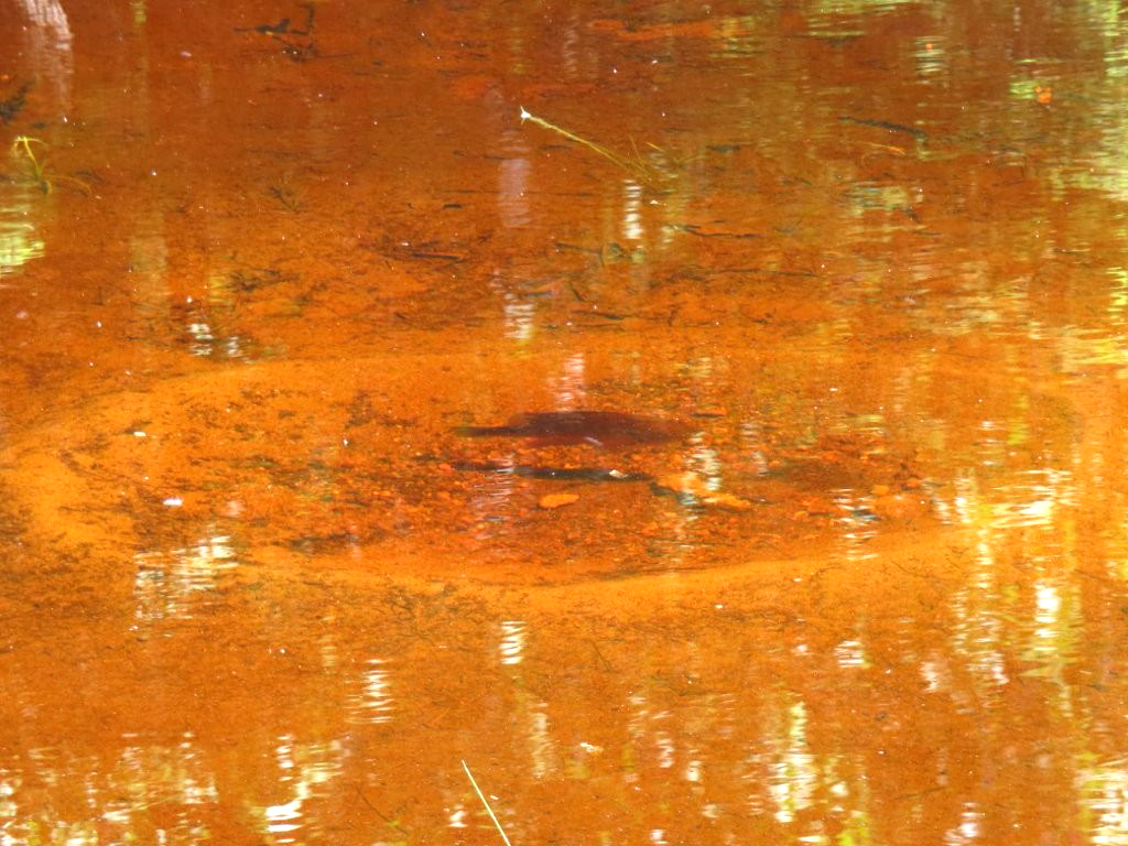 Nii kaua, kui UUDIStasin (UURIsin, studied) seda kala valvamas oma pesa/ÕÕNSUSt (nest hollow) Orujärve liiva/ranna põhjas, oli kilpkonn mu kõrval ujunud nii, et ma ei MÄRGANUDki (I didn’t notice). Kala/LIIK (species) on arvatavasti mingit sorti sunfish, päikese/ahven. Tal on LÕPUSe (gill) peal täpp ja olgugi, et uurisin UIMede (fins) ja saba kuju, ei oska kahjuks täpset TUVASTUSt (identification) teha. Foto: Riina Kindlam