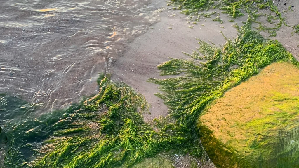 Green seaweed
