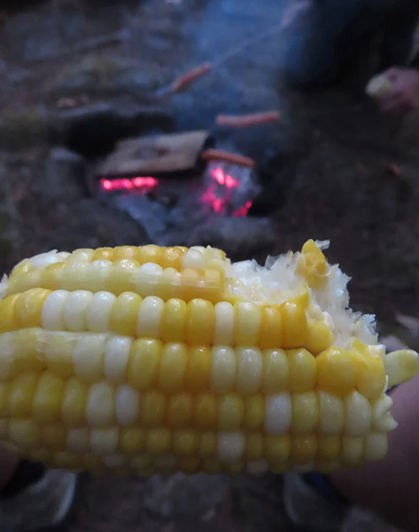 Maisi/TÕLVIK. Paljud eestlased Eestist, kes suve lõpul ja sügisel Kanadas KÜLAS on (visiting), armastavad väga meie MAISi/TÕLVIKuid (corn on the cob). Eestis neid ei kasva. LÕKE põleb. Istume LÕKKE ääres. (Mis on nende kahe sõna hääldamise (pronounciation) vahe?) Korda (repeat) neid lauseid valjusti (aloud). Ja siis võta üks AMPS (bite) maisi maisiTÕLVIKust. MaisiTERAd on nagu hambad reas (teeth in a row, üks rida). Ilusad hambad sinu suus. Foto: Riina Kindlam